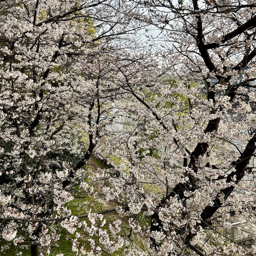 f:id:koshikakeol:20250405184145j:image