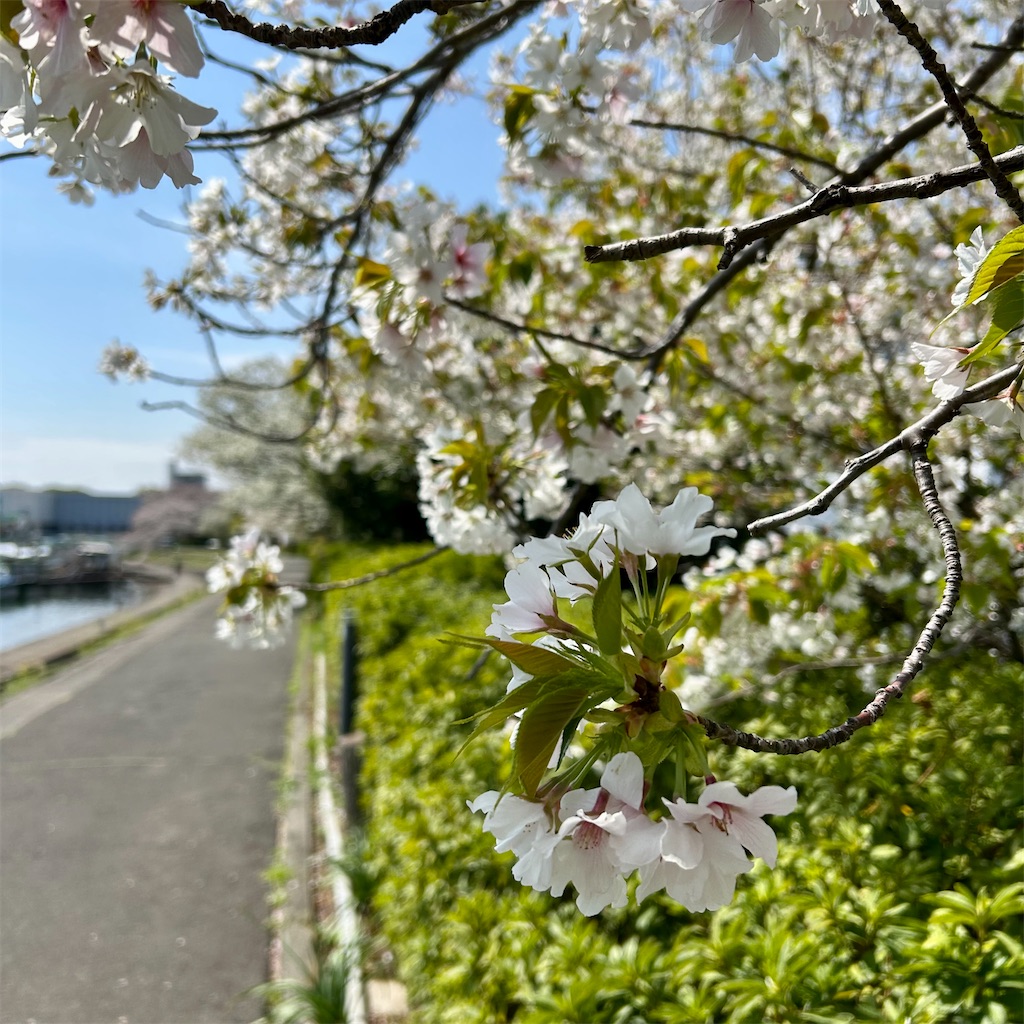 f:id:koshikakeol:20250407074027j:image