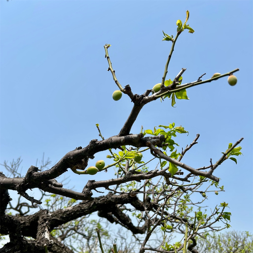 f:id:koshikakeol:20250419192147j:image f:id:koshikakeol:20250419192147j:image