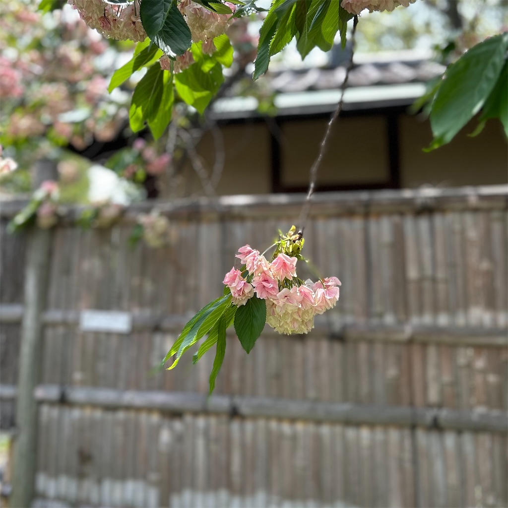 f:id:koshikakeol:20250419192245j:image f:id:koshikakeol:20250419192245j:image