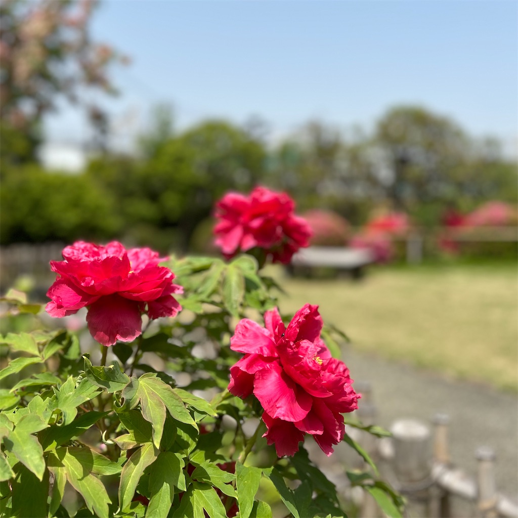 f:id:koshikakeol:20250419192410j:image f:id:koshikakeol:20250419192410j:image