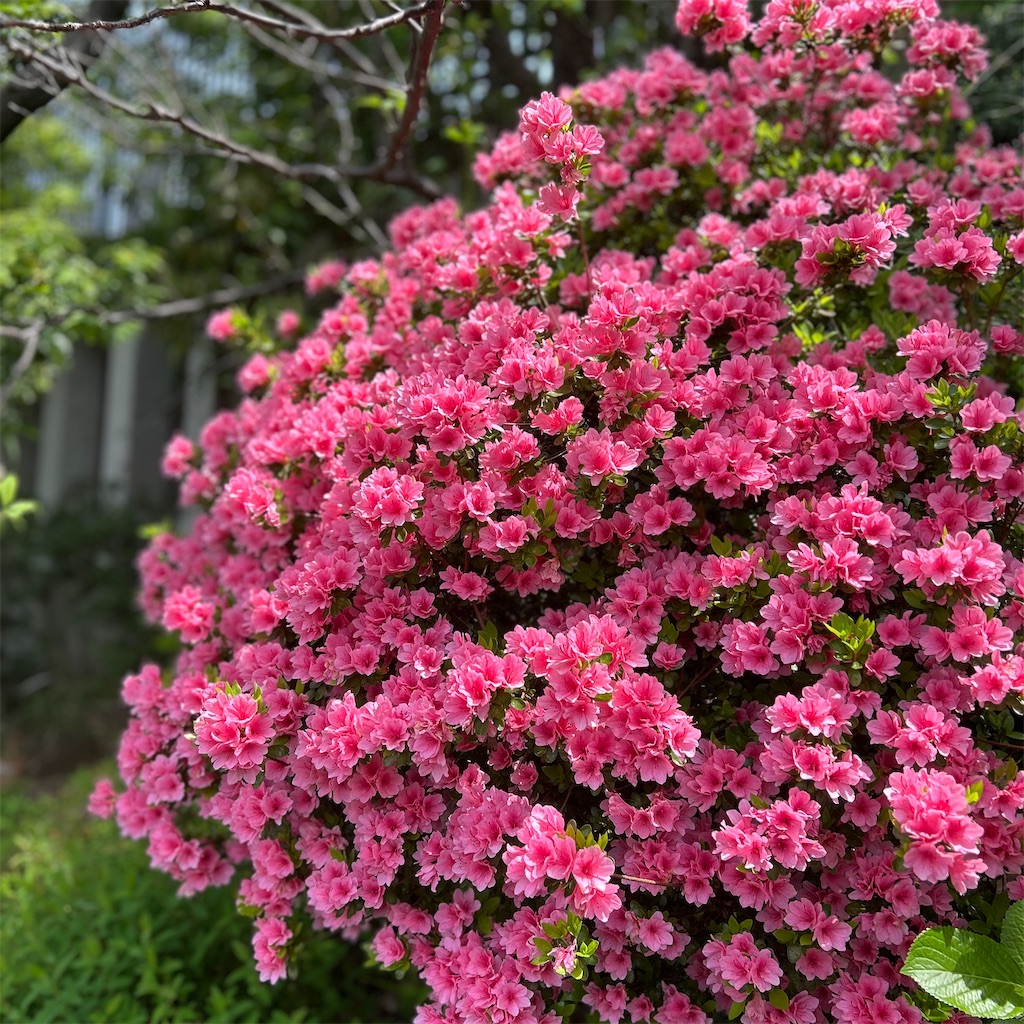 f:id:koshikakeol:20250419192747j:image f:id:koshikakeol:20250419192747j:image