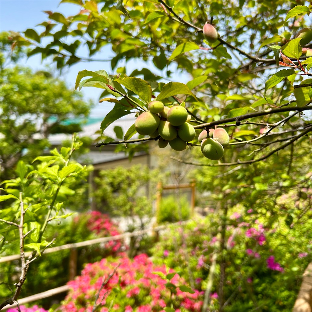 f:id:koshikakeol:20250419225249j:image f:id:koshikakeol:20250419225249j:image