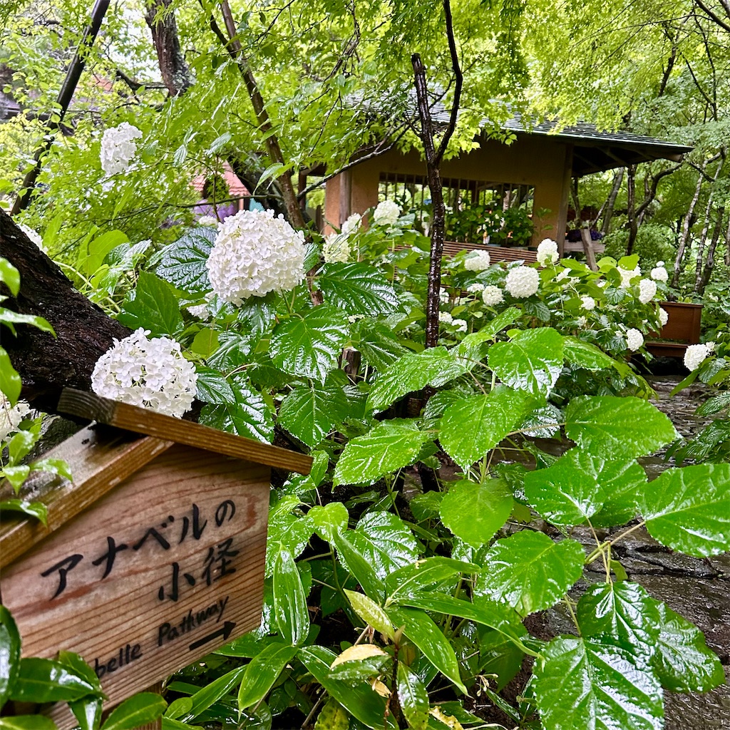 f:id:koshikakeol:20250520205807j:image