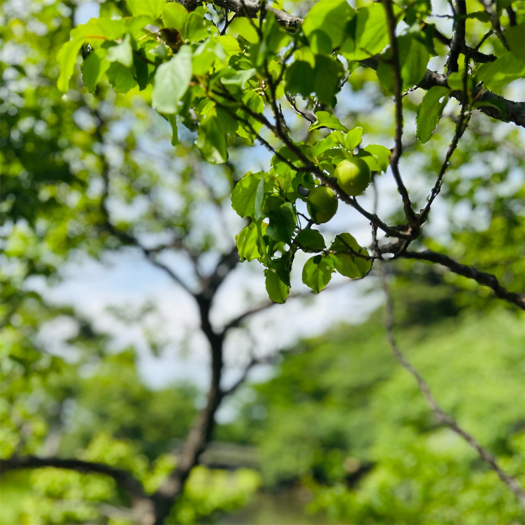 f:id:koshikakeol:20250603092402j:image