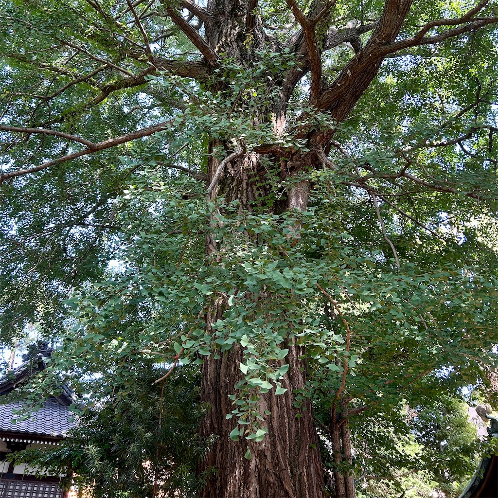 f:id:koshikakeol:20250802141234j:image