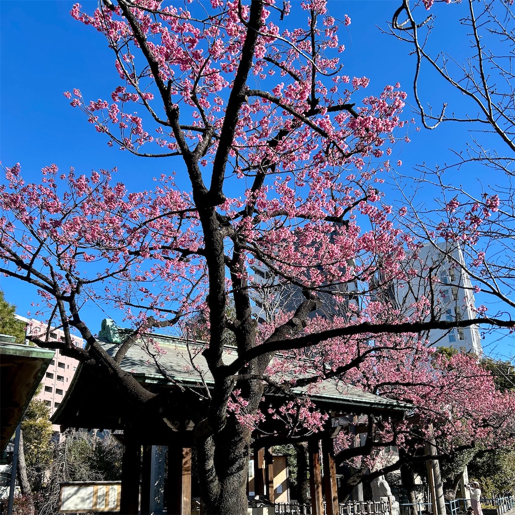 f:id:koshikakeol:20260122133345j:image