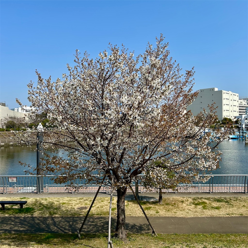 f:id:koshikakeol:20260322102048j:image