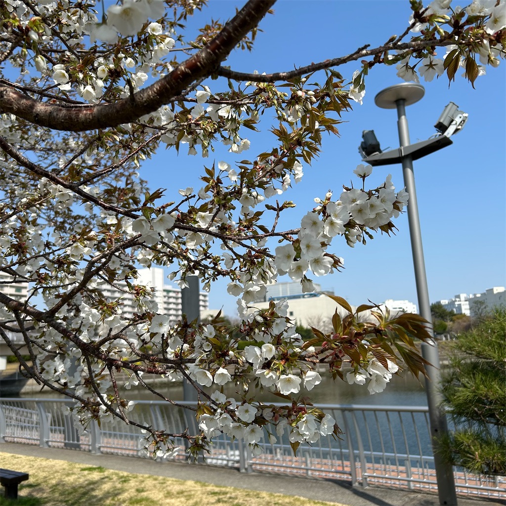 f:id:koshikakeol:20260322102056j:image