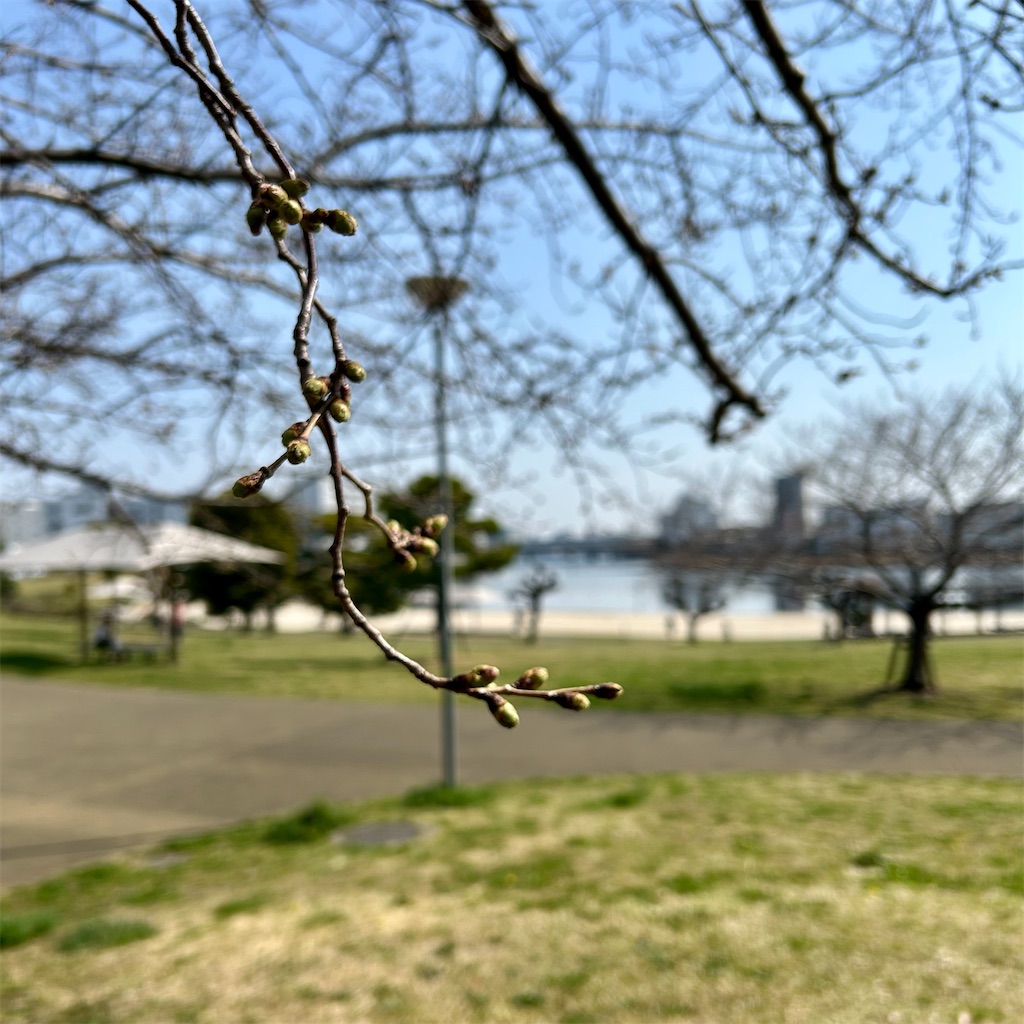 f:id:koshikakeol:20260322102152j:image