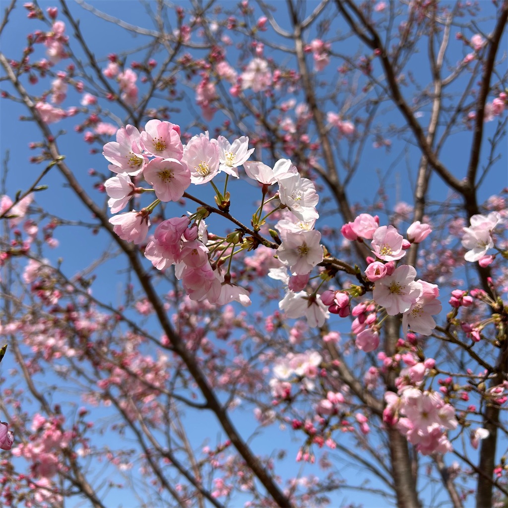 f:id:koshikakeol:20260322122753j:image