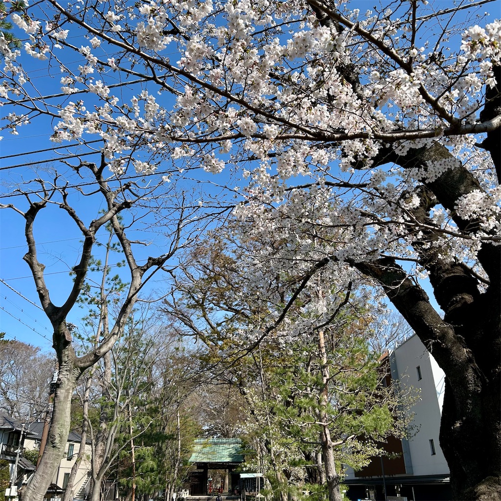 f:id:koshikakeol:20260324204821j:image