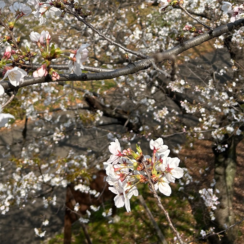 f:id:koshikakeol:20260329132425j:image