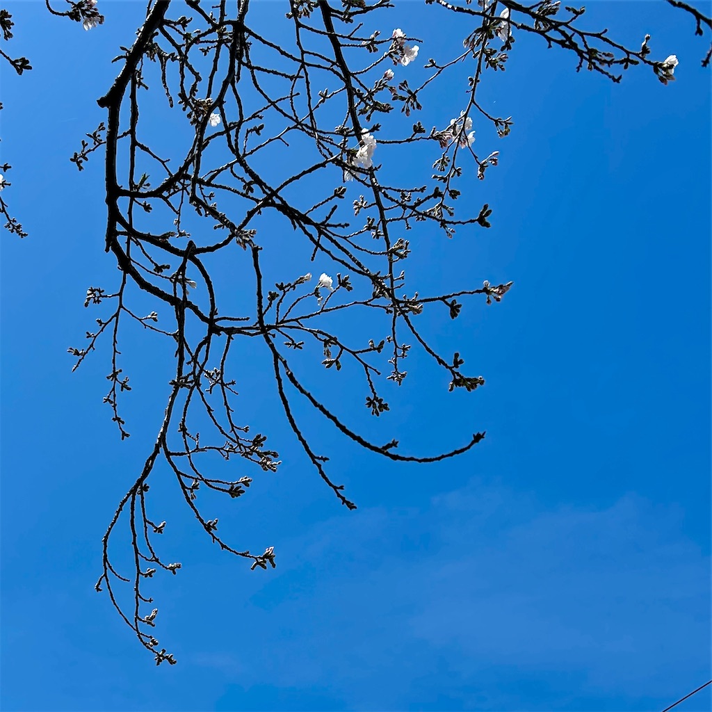 f:id:koshikakeol:20260403165814j:image f:id:koshikakeol:20260403165814j:image