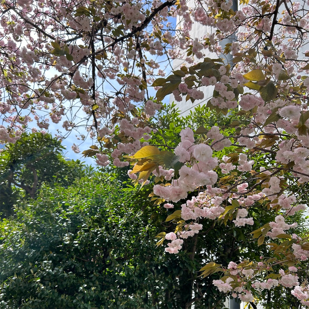 f:id:koshikakeol:20260412165610j:image