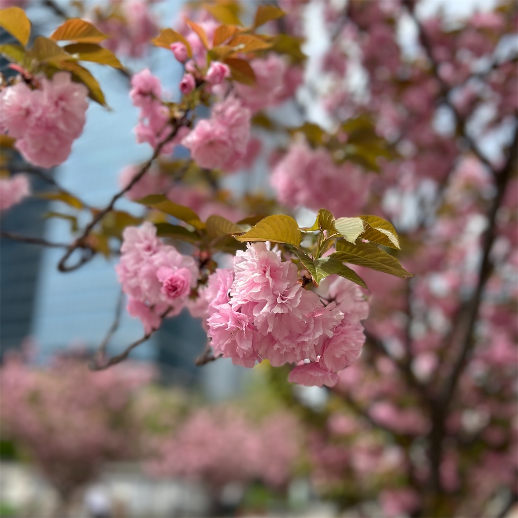f:id:koshikakeol:20260413145718j:image