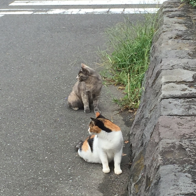 f:id:kosigan:20160914101256j:plain