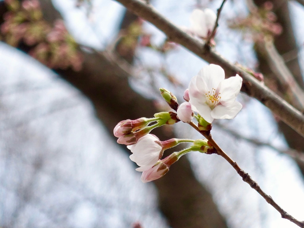 f:id:kosigan:20180318095941j:plain