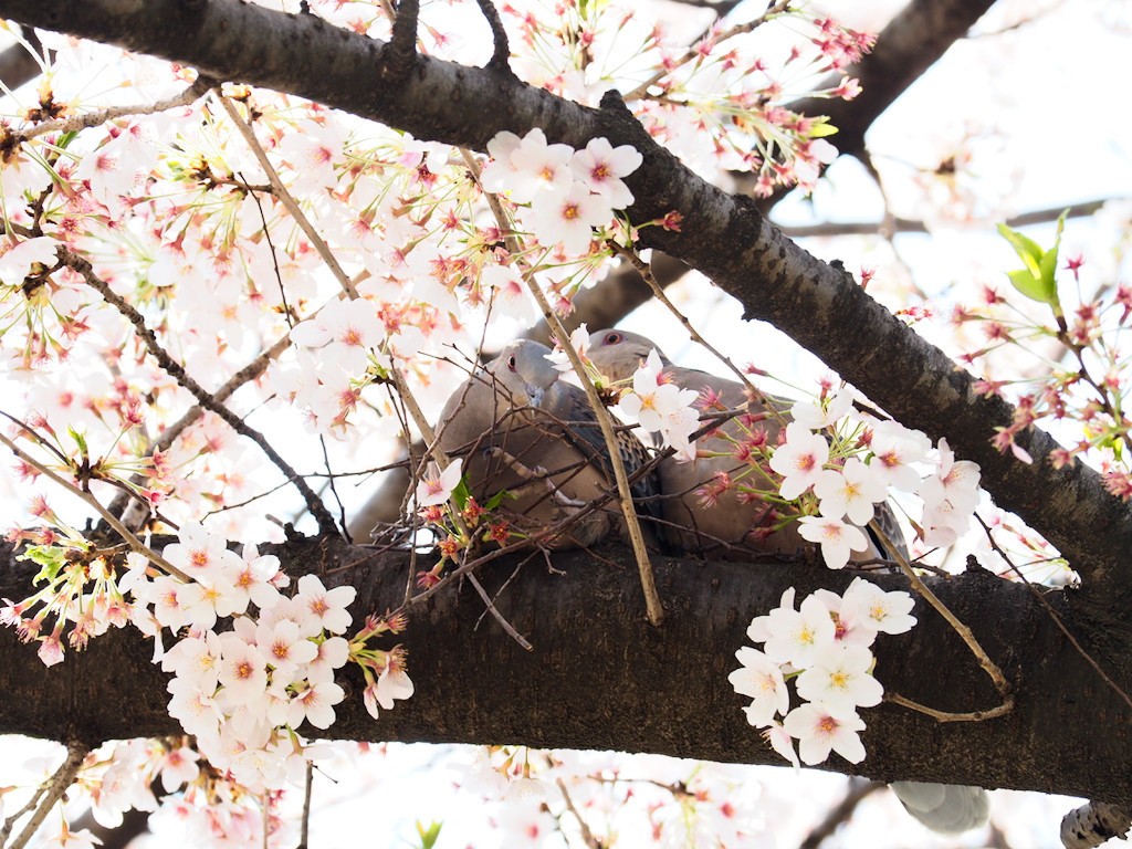 f:id:kosigan:20180331103000j:plain