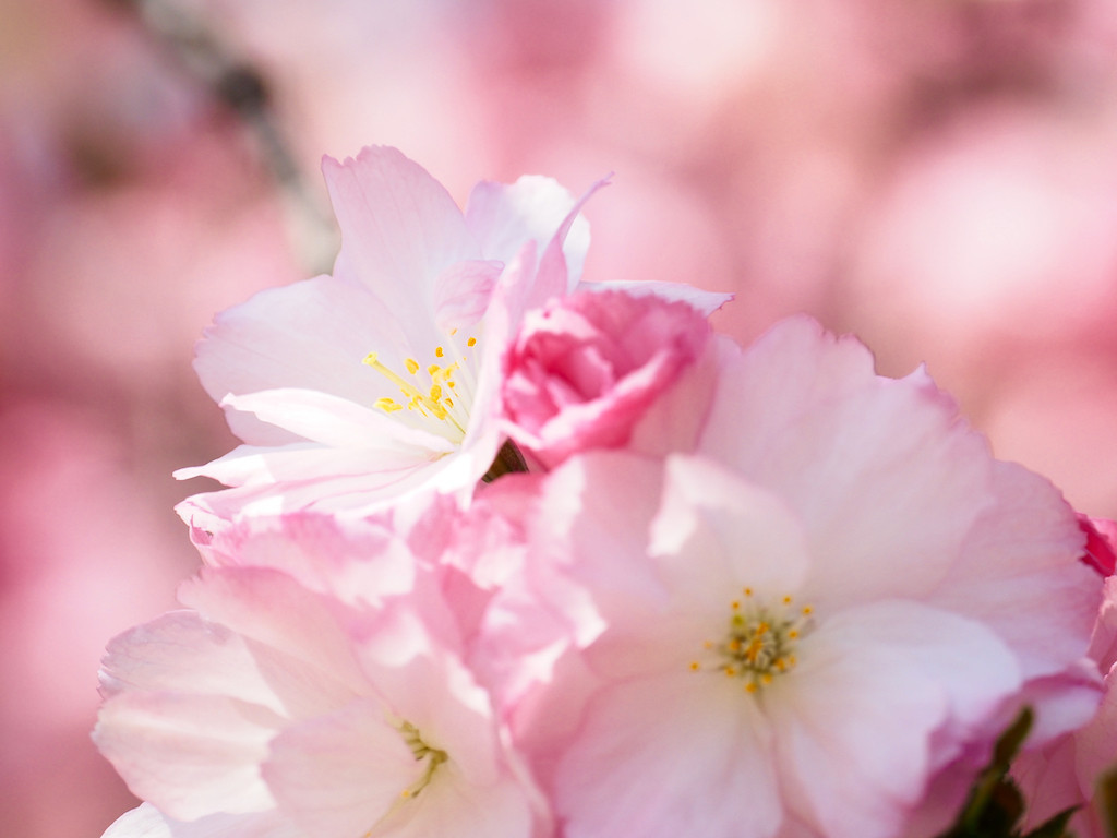 f:id:kosigan:20180331112440j:plain