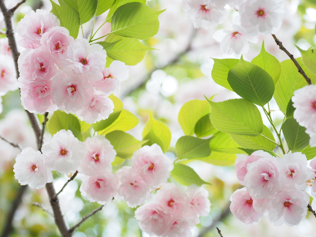 f:id:kosigan:20180408152408j:plain
