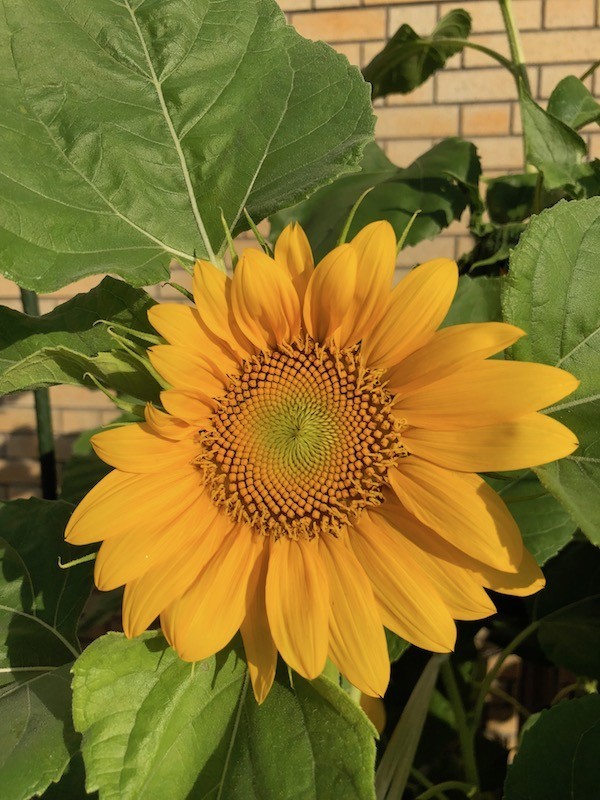 f:id:kosigan:20180729171018j:plain f:id:kosigan:20180729171018j:plain