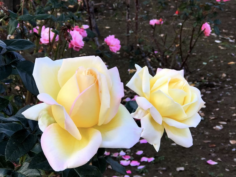 f:id:kosigan:20181208151828j:plain