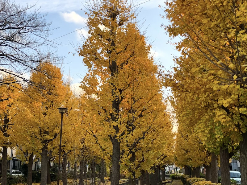 f:id:kosigan:20181208152215j:plain