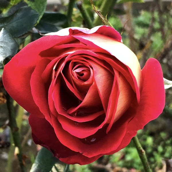 f:id:kosigan:20181208152428j:plain