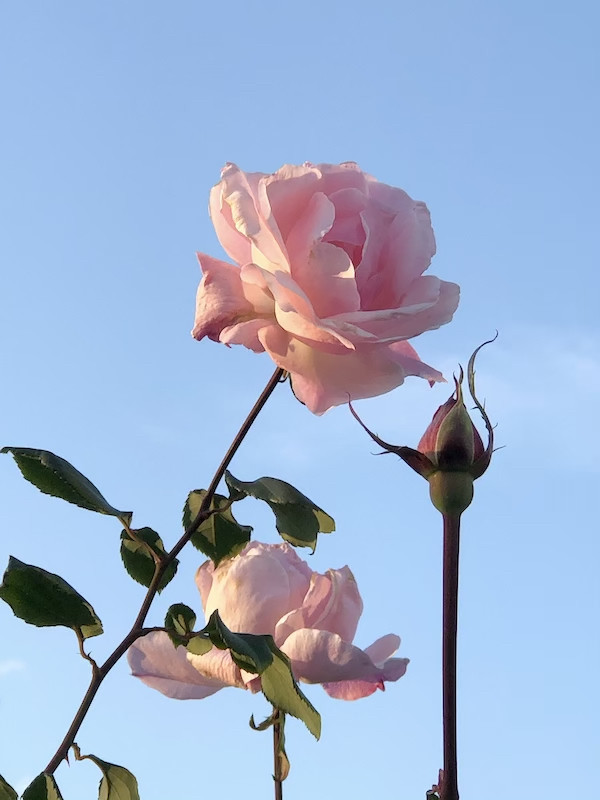 f:id:kosigan:20181208152507j:plain