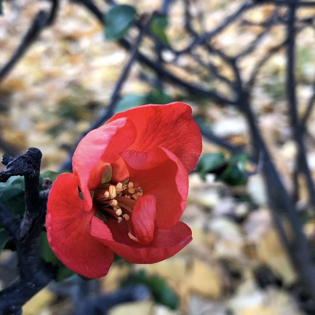 f:id:kosigan:20181208152946j:plain