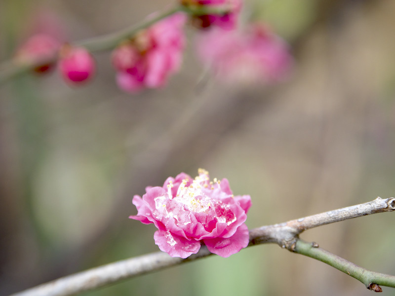 f:id:kosigan:20190209143559j:plain