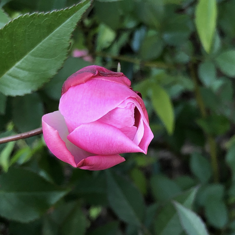 f:id:kosigan:20190210152115j:plain