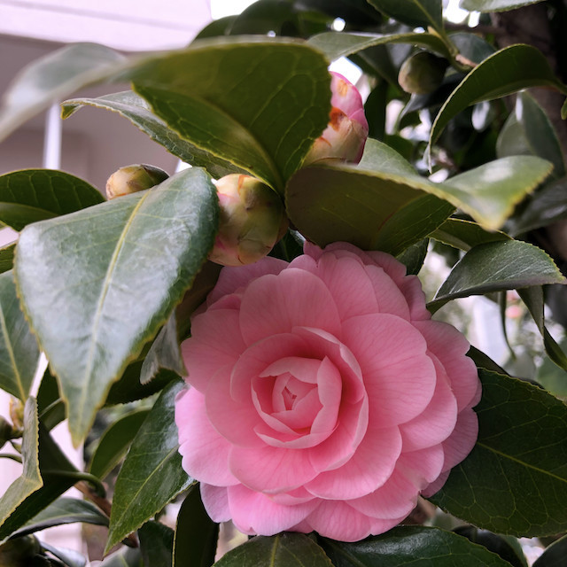 f:id:kosigan:20190211114507j:plain