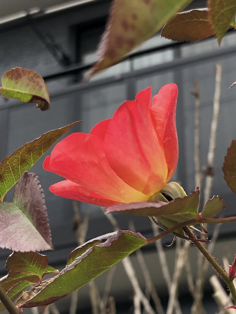 f:id:kosigan:20190211114659j:plain