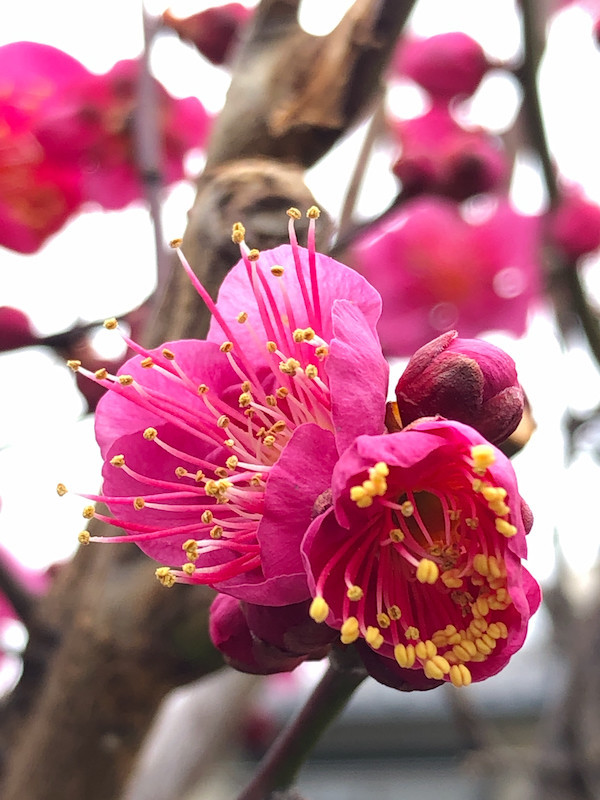 f:id:kosigan:20190211115252j:plain