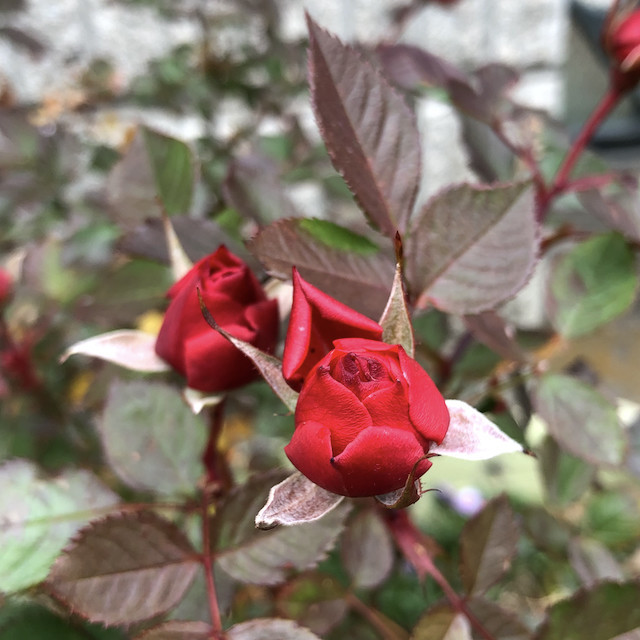 f:id:kosigan:20190211120442j:plain