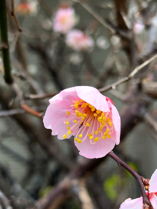 f:id:kosigan:20190211140024j:plain