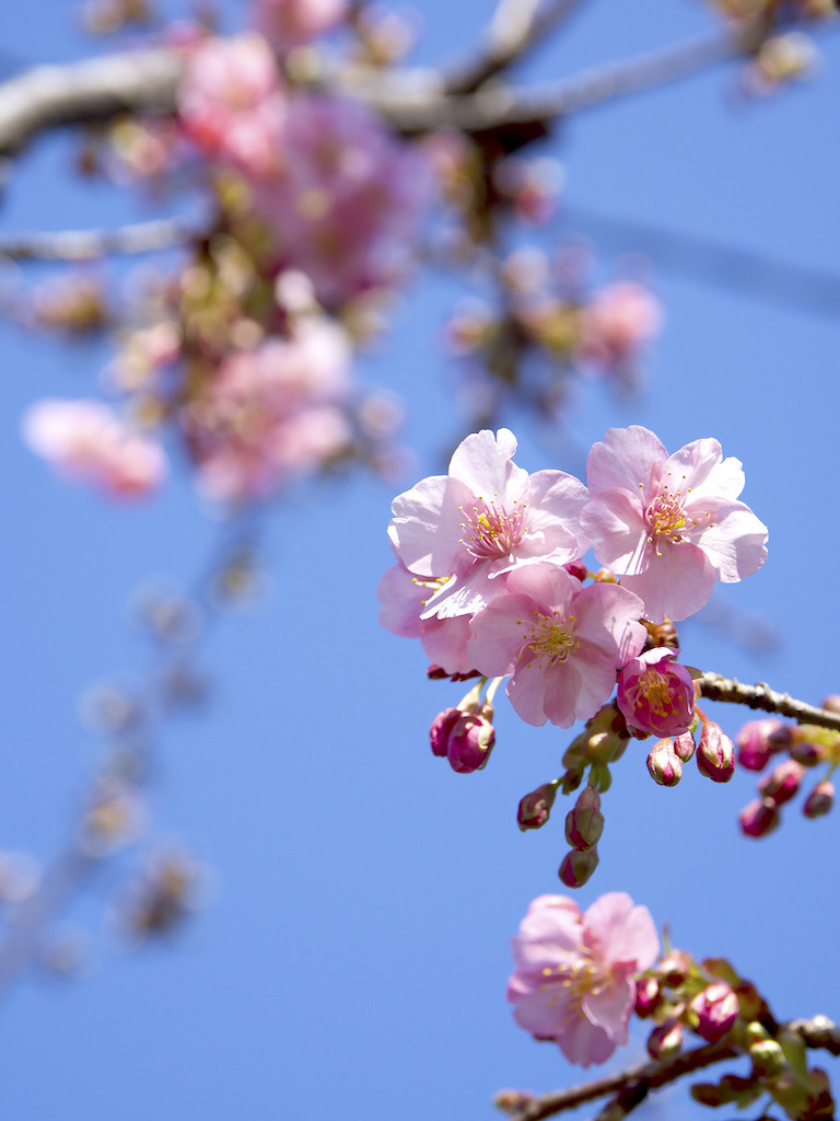 f:id:kosigan:20190223112407j:plain