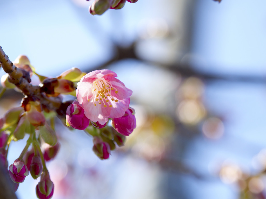 f:id:kosigan:20190223113124j:plain