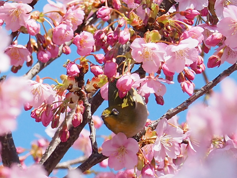 f:id:kosigan:20190309125708j:plain