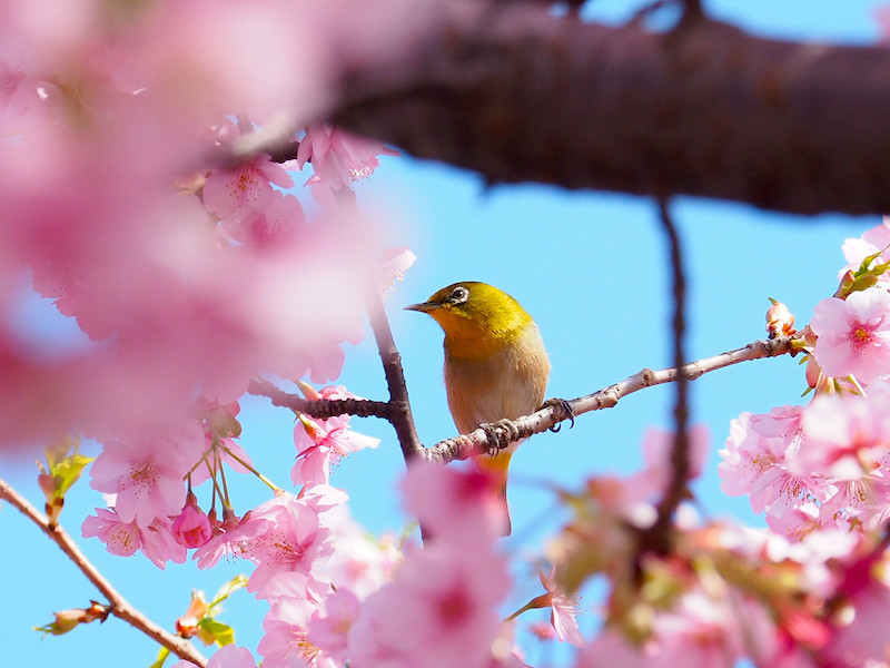 f:id:kosigan:20190309125718j:plain