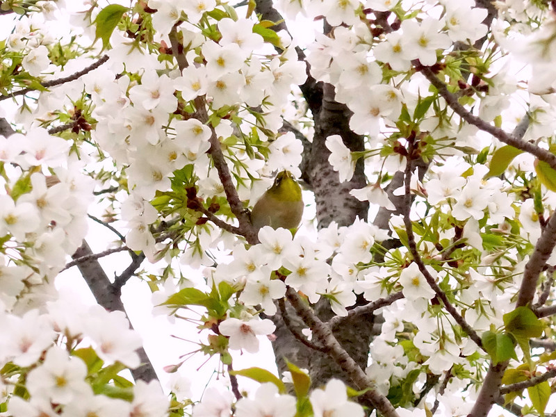 f:id:kosigan:20190330123952j:plain