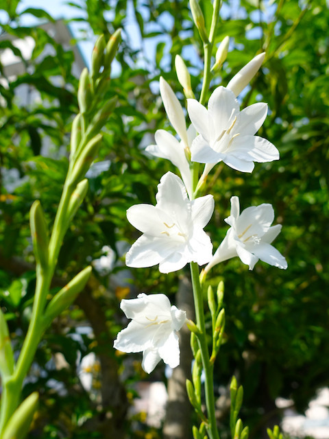 f:id:kosigan:20190505142505j:plain f:id:kosigan:20190505142505j:plain