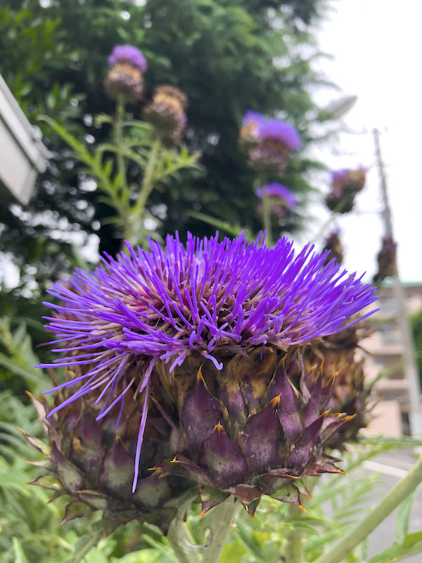f:id:kosigan:20190630140653j:plain