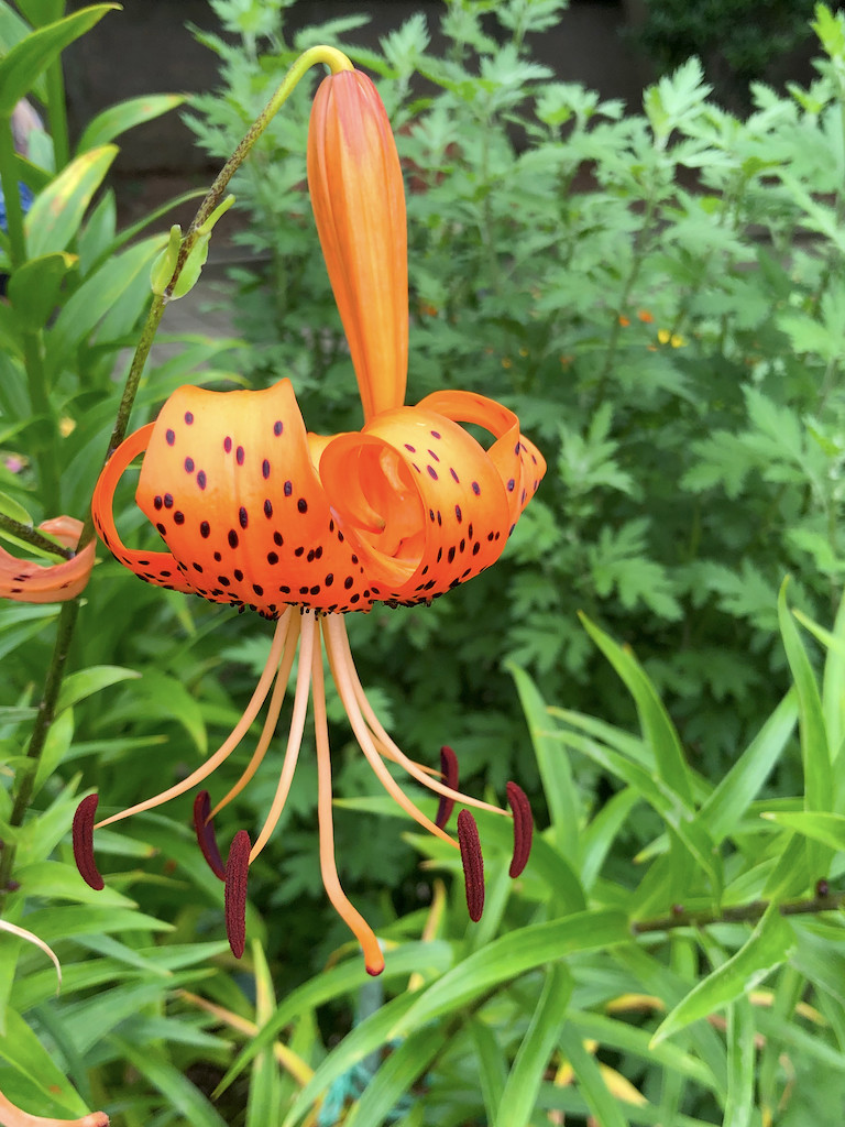 f:id:kosigan:20190721112133j:plain f:id:kosigan:20190721112133j:plain