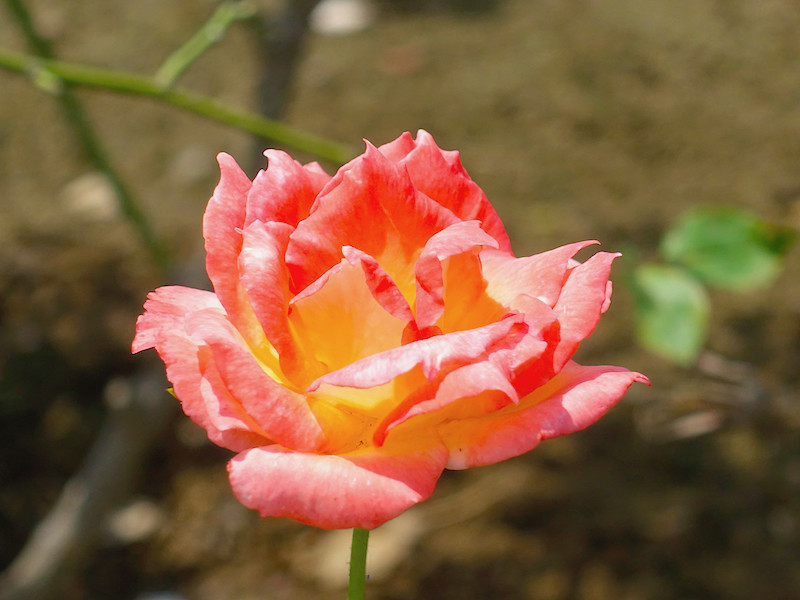 f:id:kosigan:20190728112715j:plain