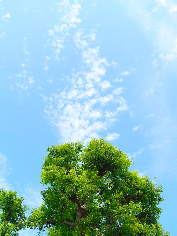 f:id:kosigan:20190728115403j:plain