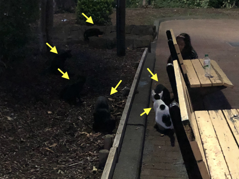 f:id:kosigan:20190831183850j:plain