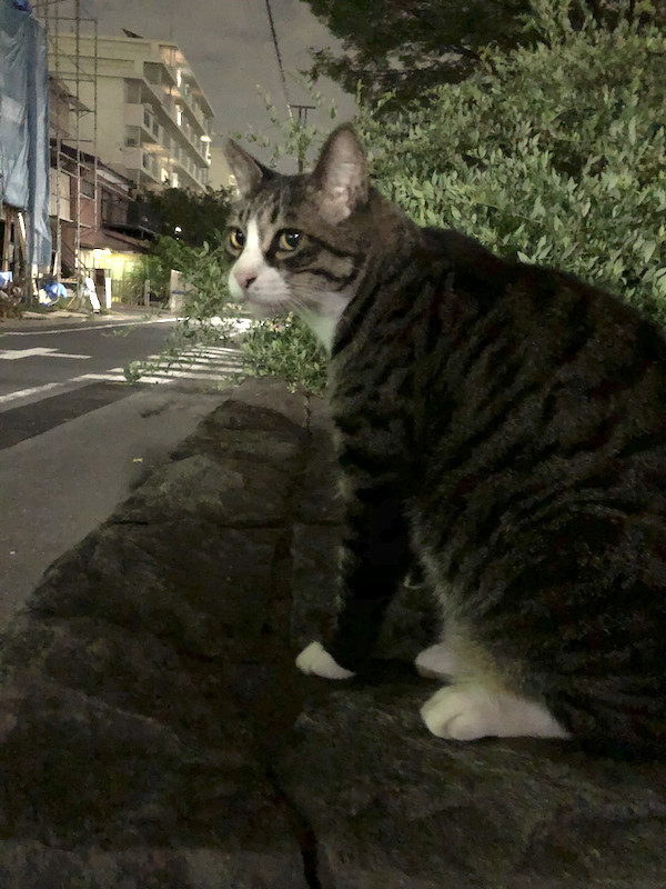 f:id:kosigan:20190831191428j:plain